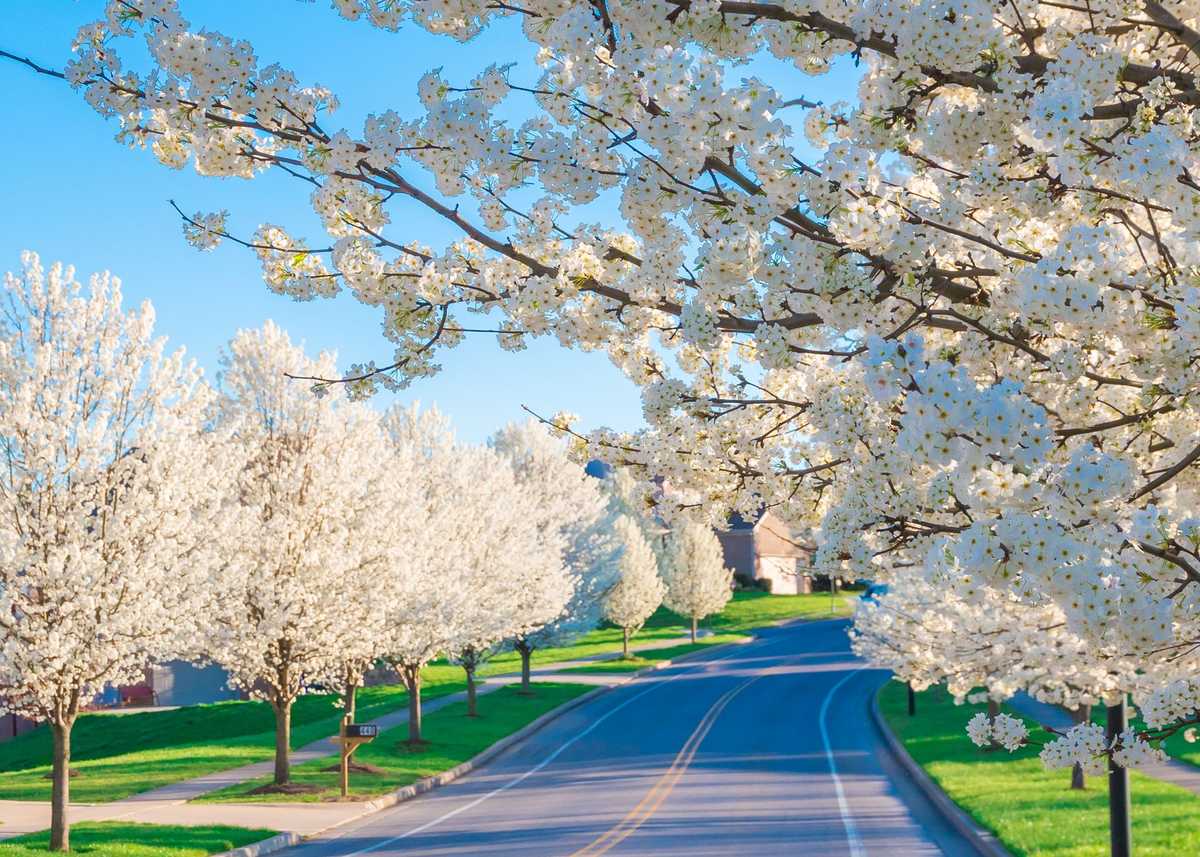 Springtime view of a street road lined by beautiful trees in blossom.  Selective focus.